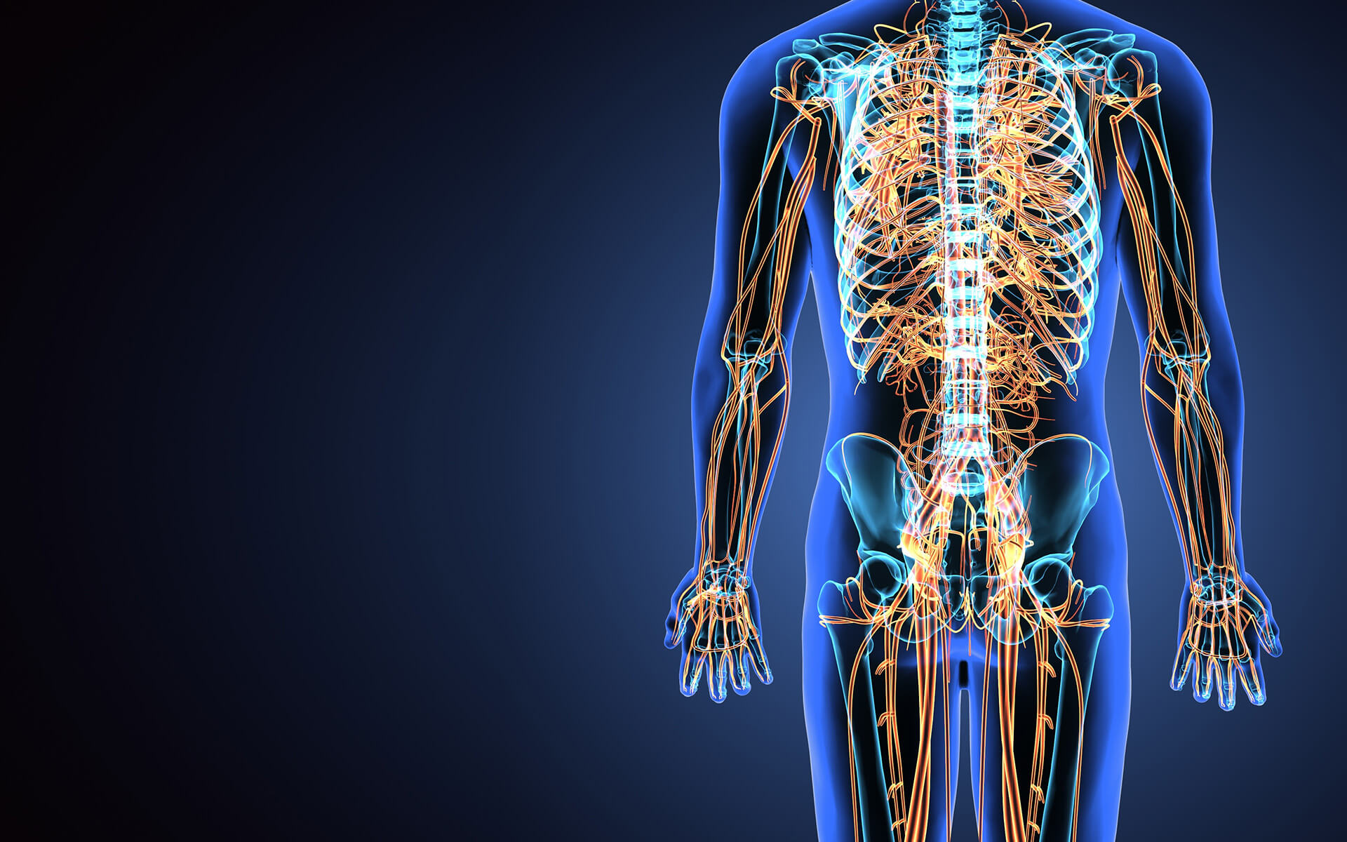 Nerve regeneration and muscle reinnervation. Neuromuscular electrical